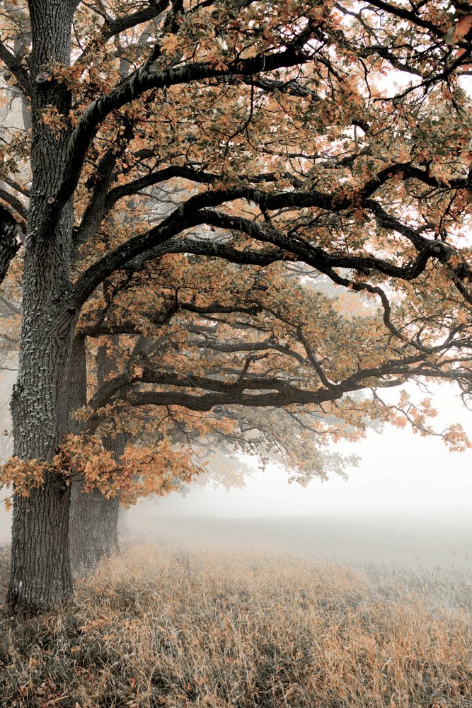 Złota jesienna mgła autorstwa Christina Sillen