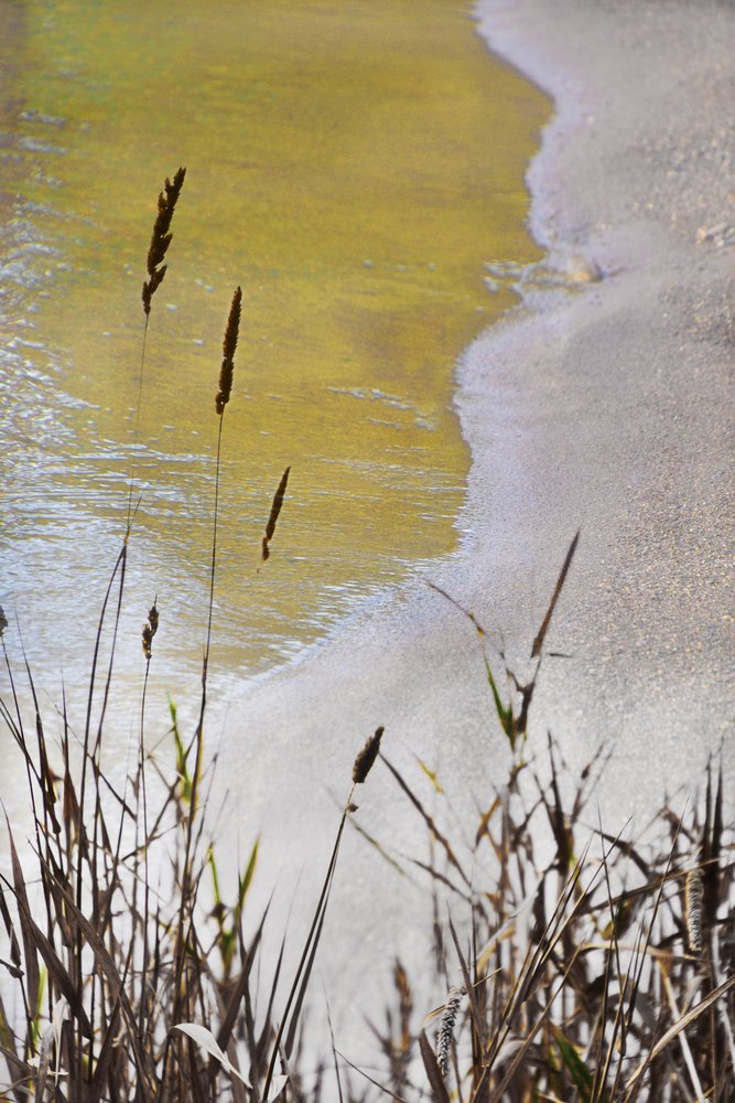 Golden Shore Reeds autorstwa Christina Sillen