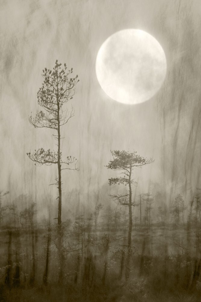 Misty Moon – książka autorstwa Christina Sillen