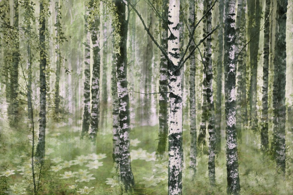 Spokojny las brzozowy autorstwa Christina Sillen