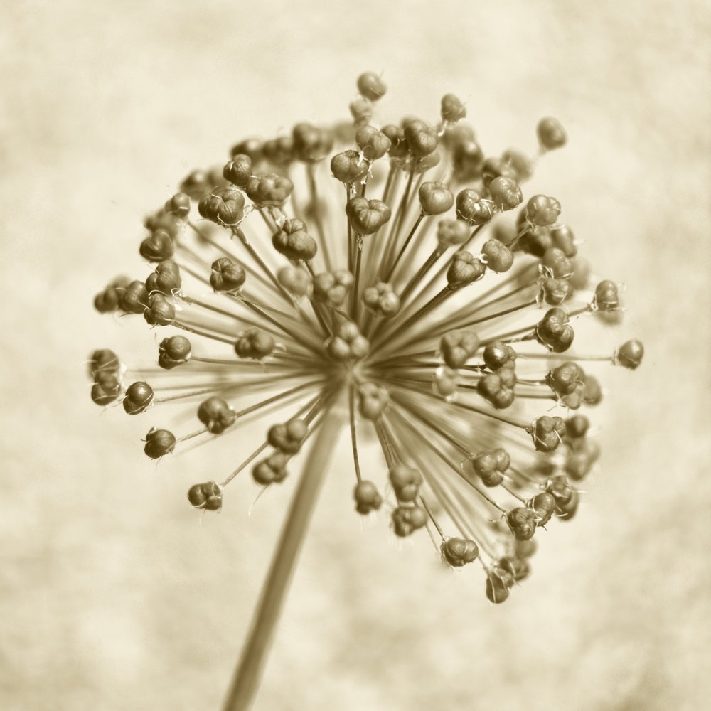 Kula z czosnku sepia autorstwa Christina Sillen