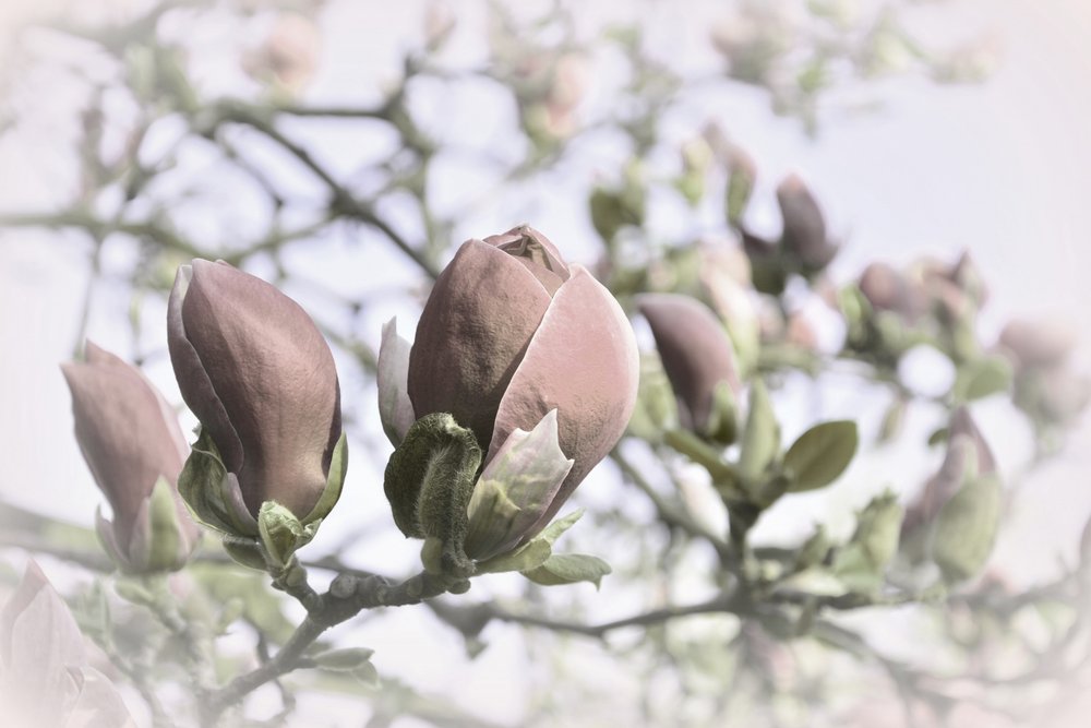 Miękkie pączki magnolii autorstwa Christina Sillen
