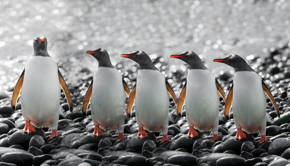Pięć ciekawskich pingwinów autorstwa Chuanxu Ren