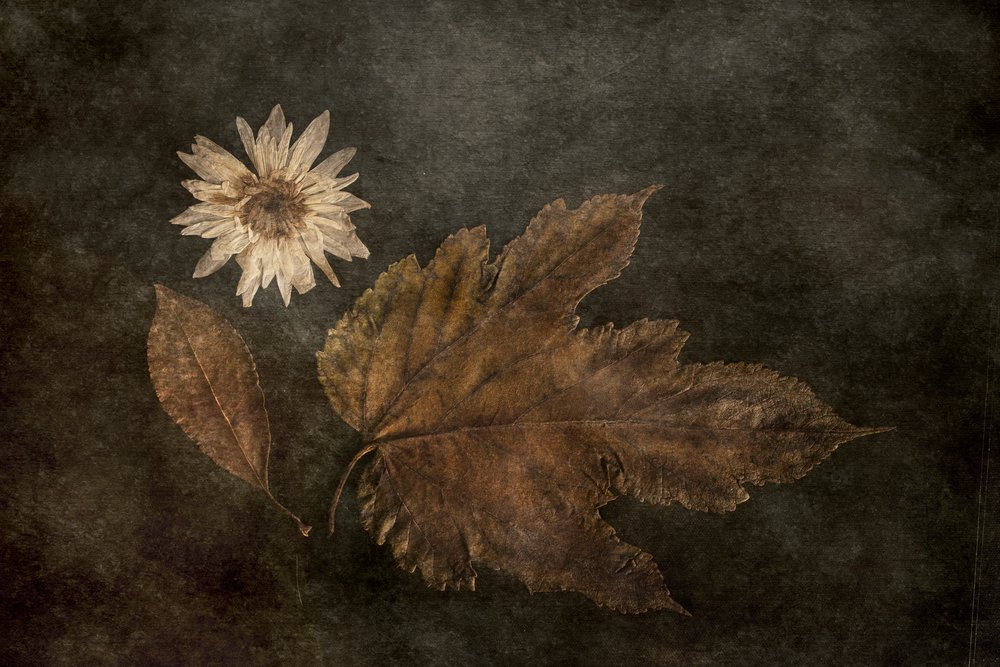 Suszone jesienne rośliny botaniczne autorstwa Cicek Kiral