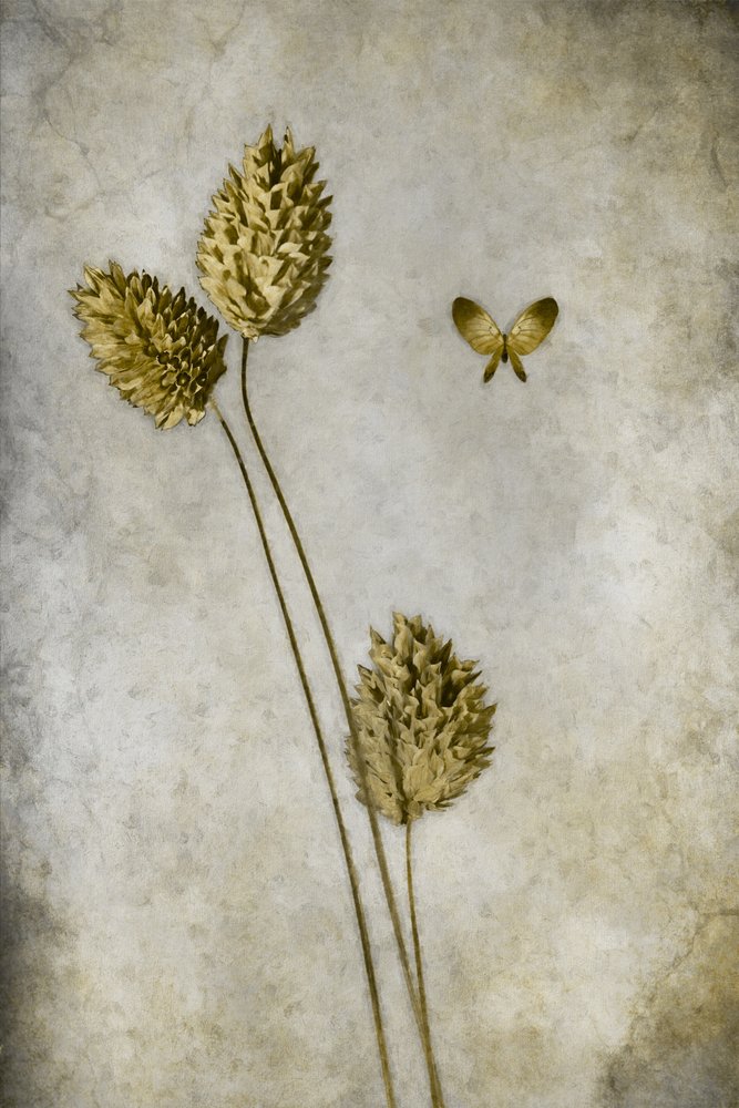 Botaniczny motyl vintage autorstwa Cicek Kiral