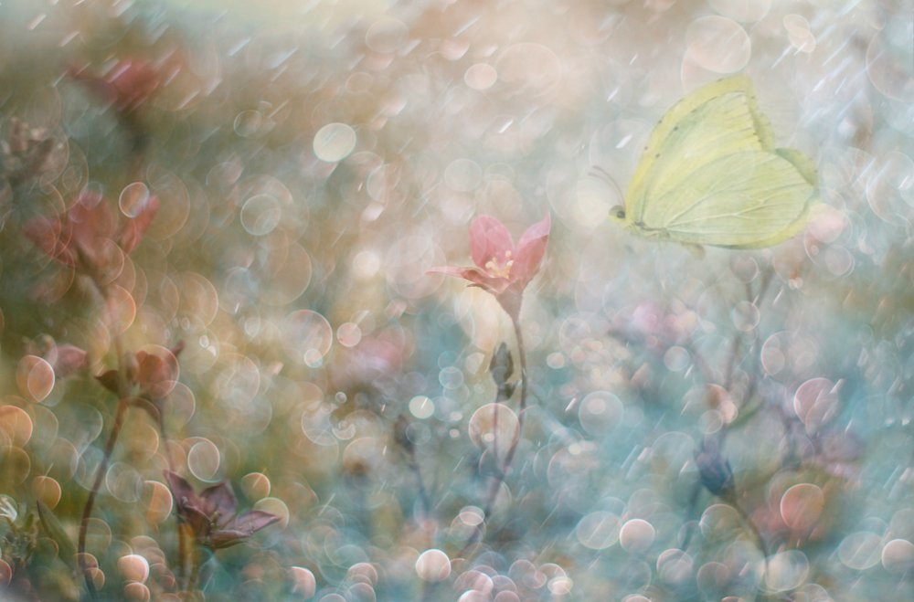  autorstwa Delphine Devos