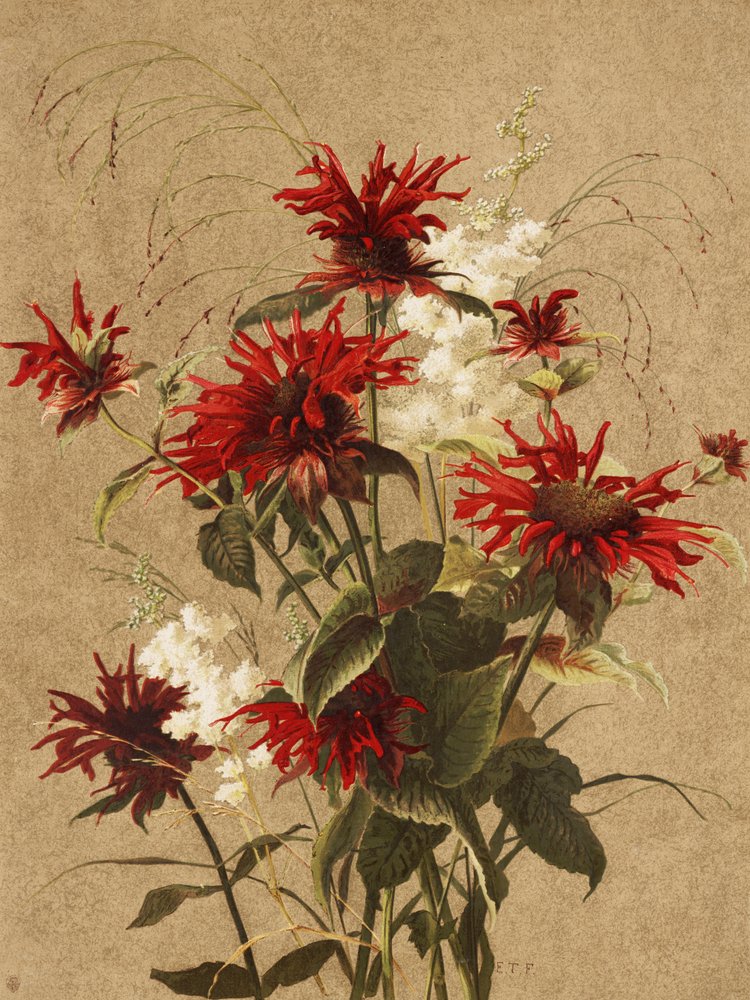 „Balm and Spiraea” autorstwa Ellen Thayer Fisher autorstwa Ellen Thayer Fisher