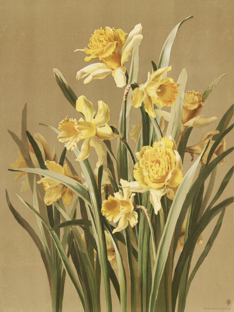 Żonkile autorstwa Ellen Thayer Fisher