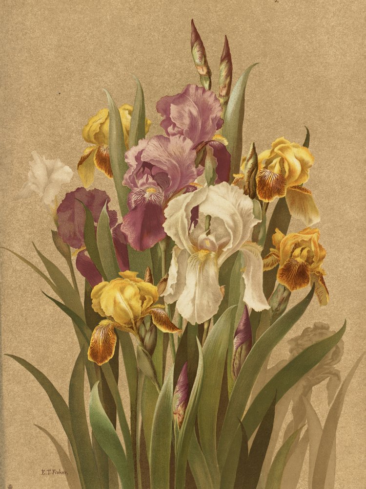 Fleur De Lis, nr 3 autorstwa Ellen Thayer Fisher