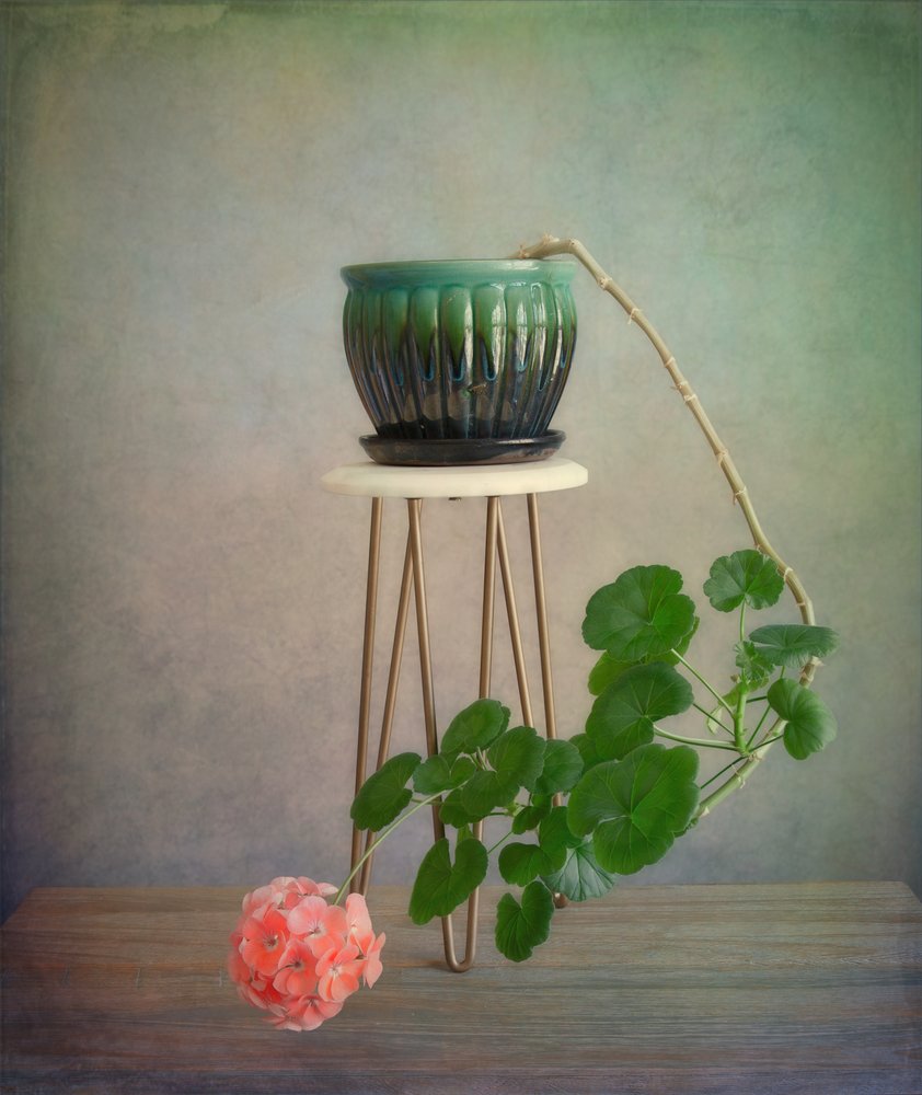 Kwitnąca pelargonia pnąca autorstwa Fangping Zhou