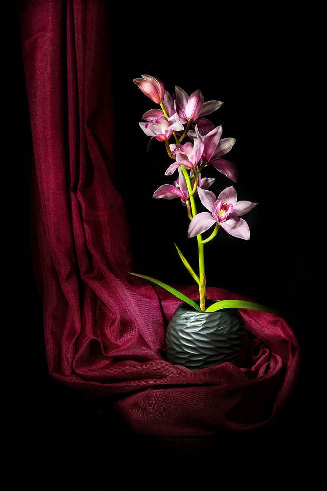 Elegancka różowa orchidea autorstwa Felice Angelino