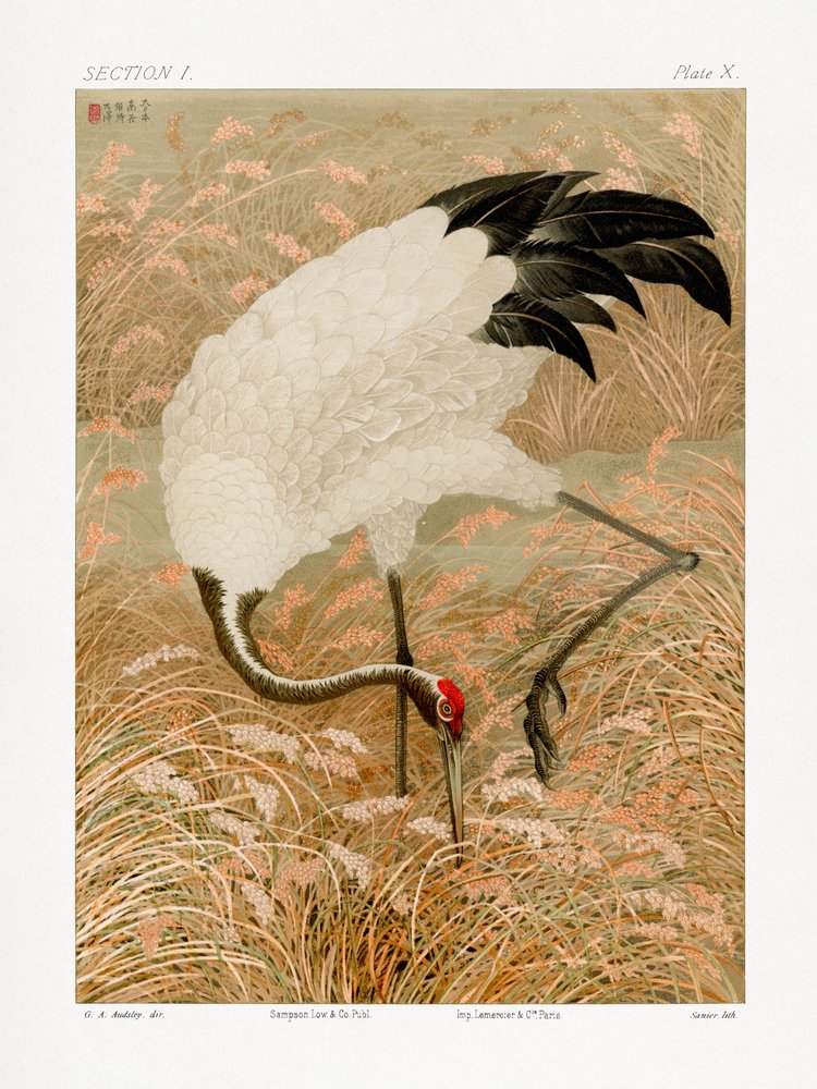 Żuraw sarus na polu ryżowym autorstwa G.a. Audsley