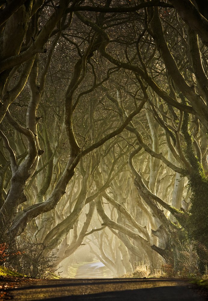 Zaczarowany tunel z drzew autorstwa Gary McParland