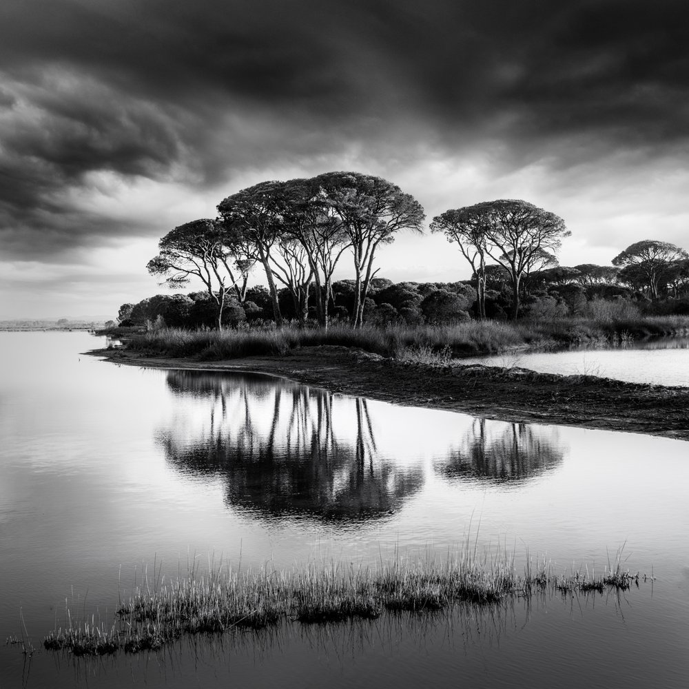 Dramatyczne odbicia sosny autorstwa George Digalakis