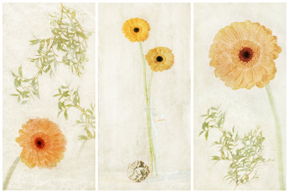 Soft Gerbera Triptych autorstwa Gustav Davidsson