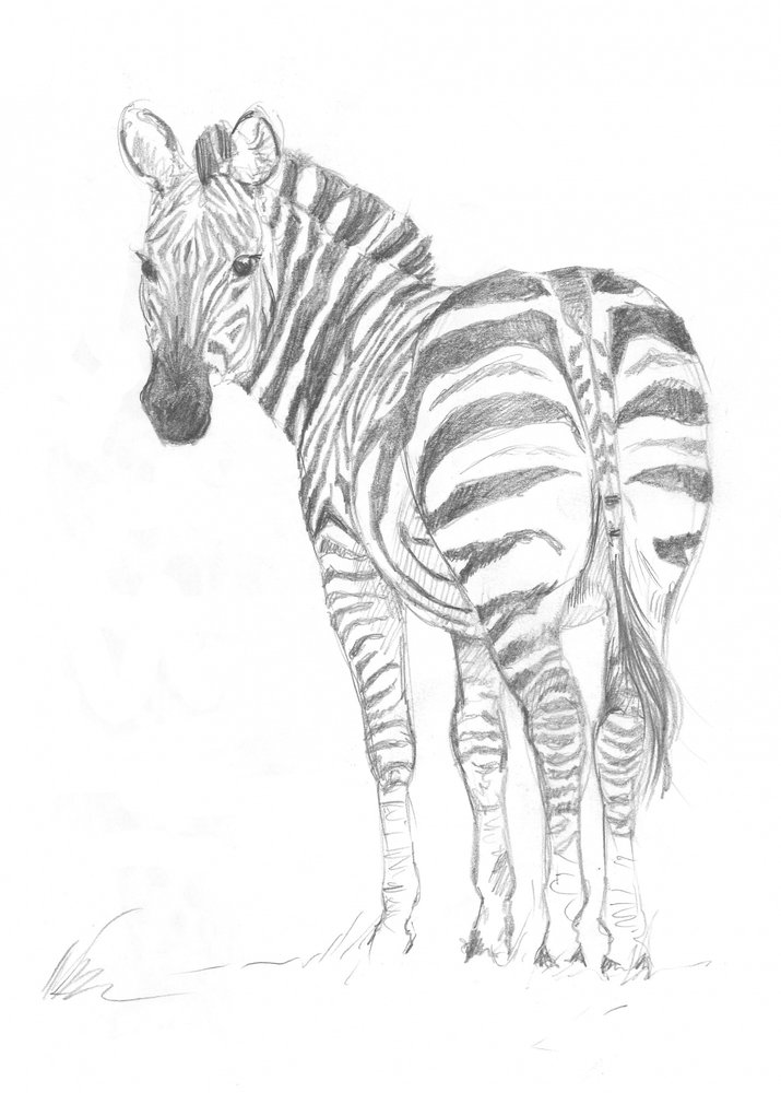 Zebra autorstwa Isabelle Brent