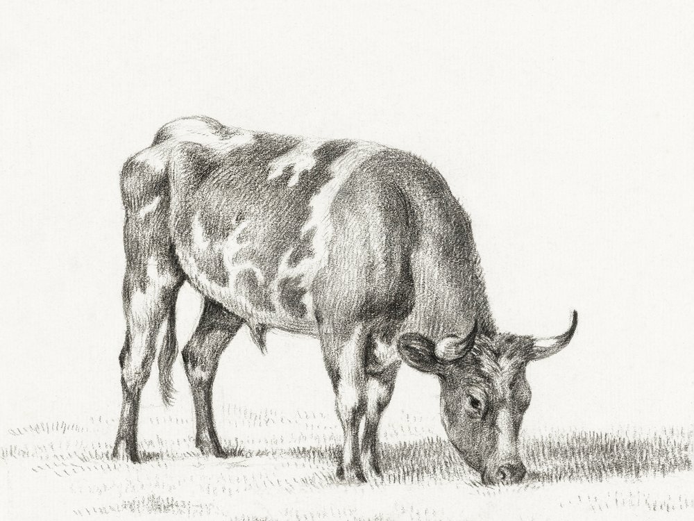 Byk na pastwisku autorstwa Jean Bernard