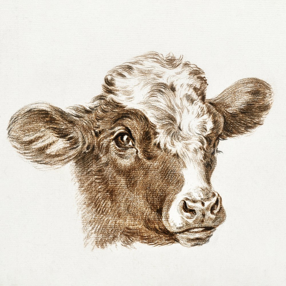 Głowa krowy autorstwa Jean Bernard