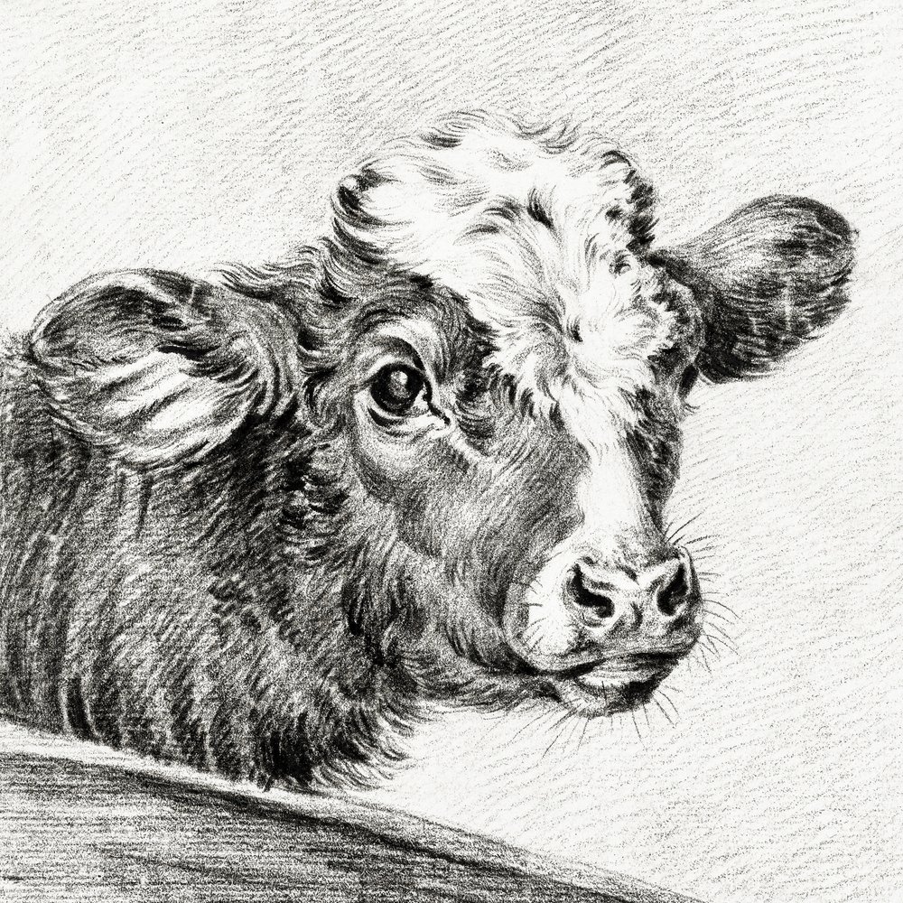 Głowa krowy autorstwa Jean Bernard