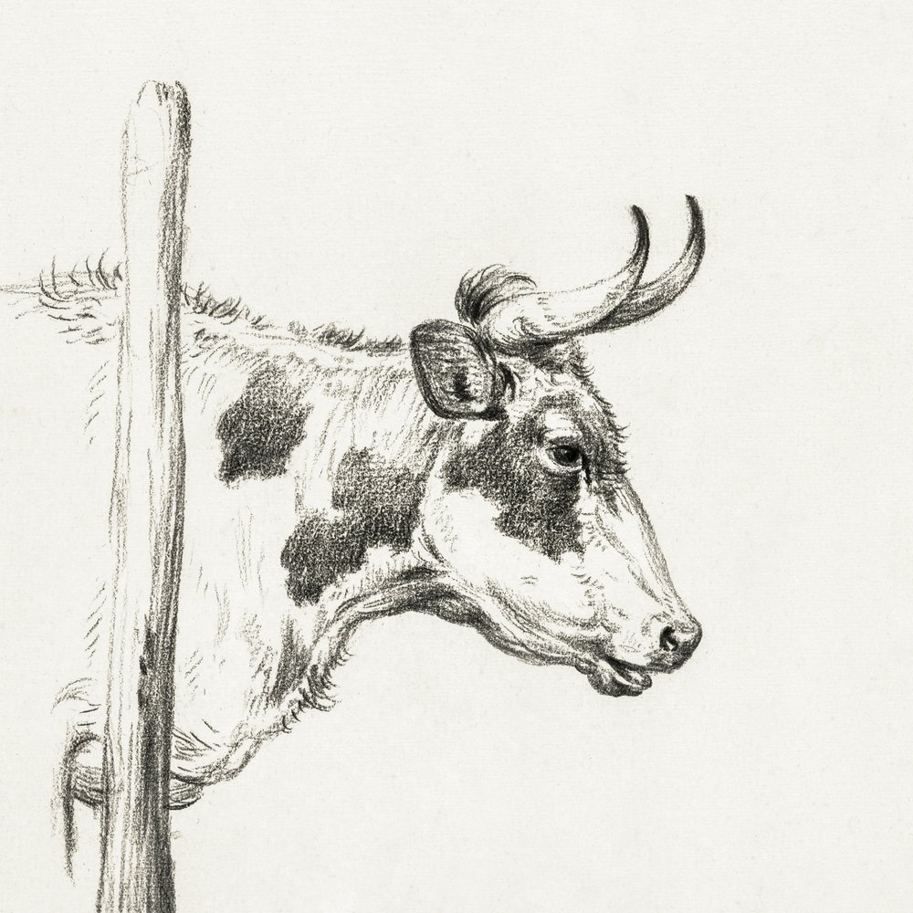 Głowa krowy, patrząca w prawo (1820) autorstwa Jean Bernard
