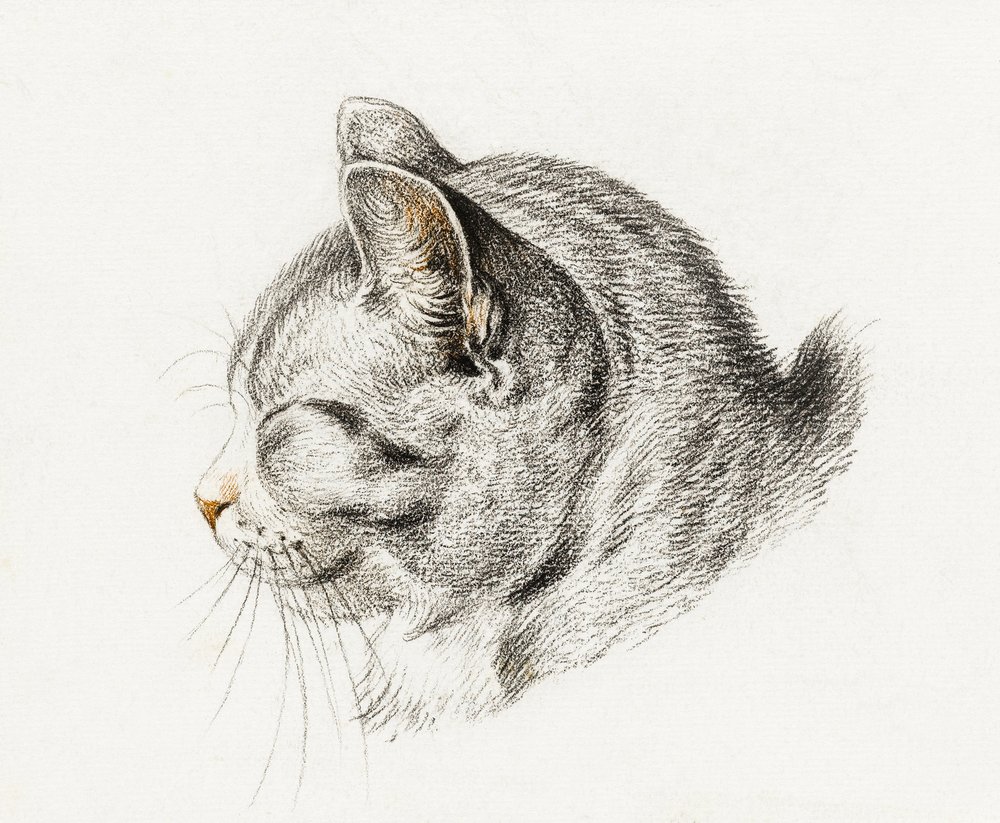 Szkic kota (1813) autorstwa Jean Bernard