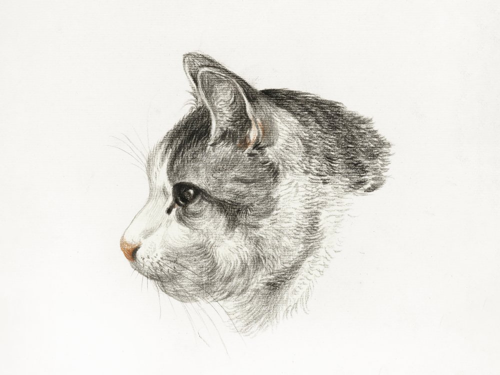 Szkic kota (1819) autorstwa Jeana Bernarda (1775–1883) autorstwa Jean Bernard