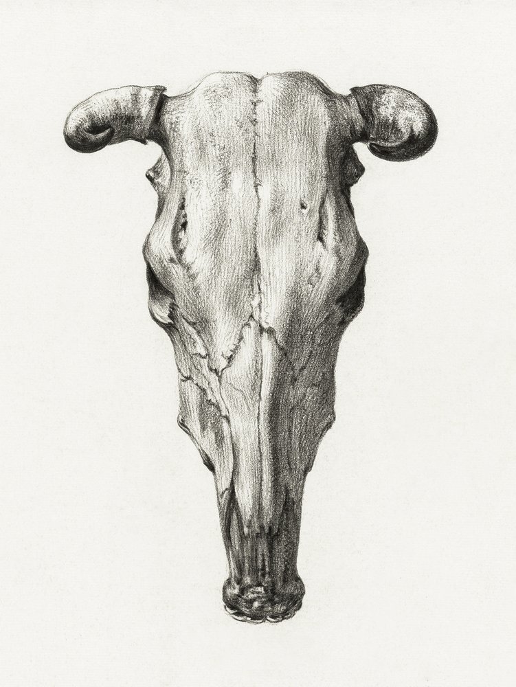 Czołowy widok czaszki krowy (1816) autorstwa Jean Bernard