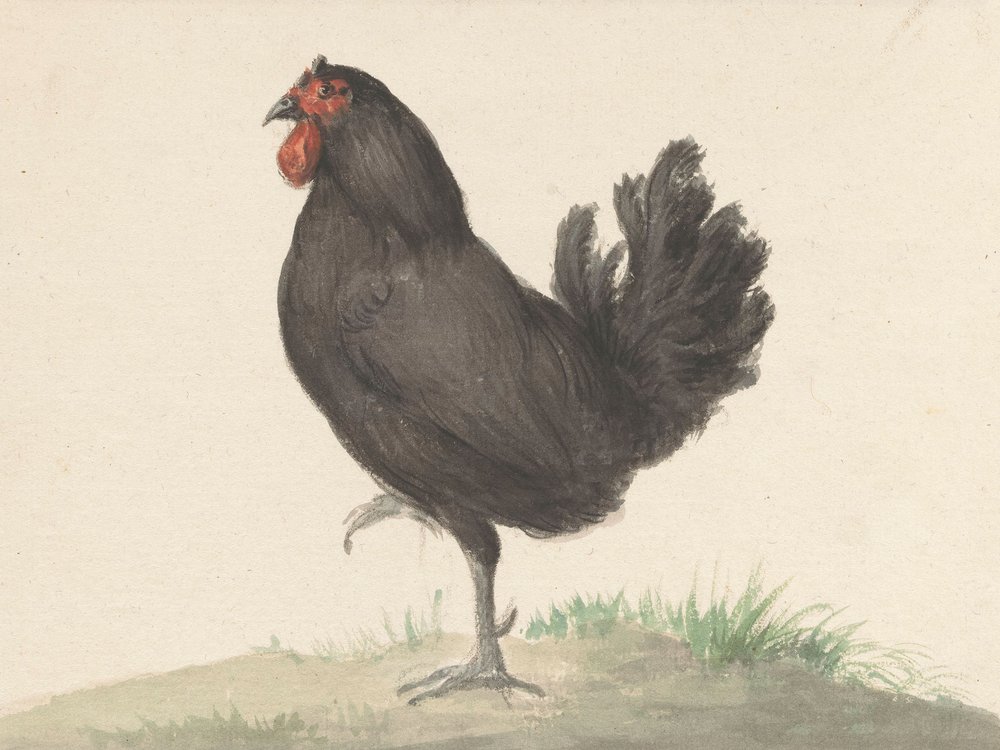Staande Zwarte Kip (1775–1833) autorstwa Jean Bernard