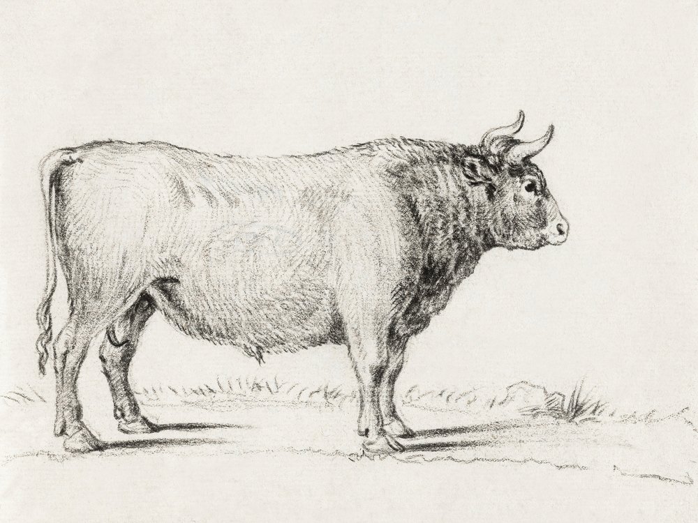 Stój Byku autorstwa Jean Bernard