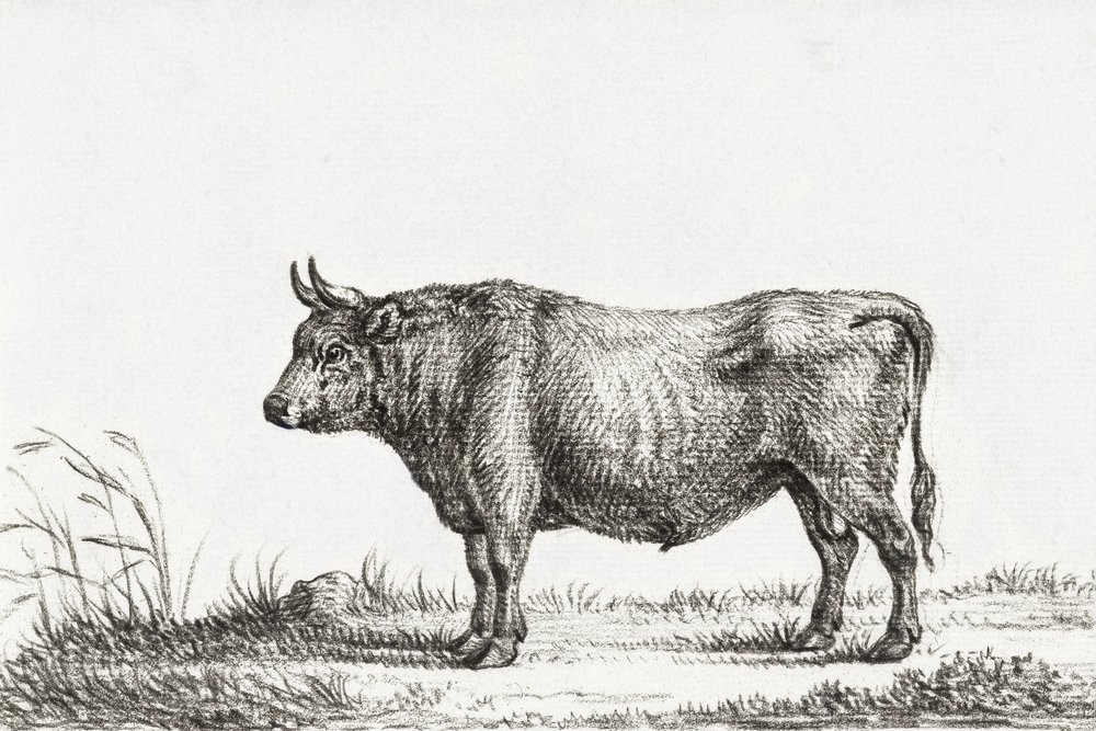Stój Byku autorstwa Jean Bernard