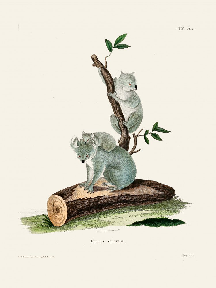 Koala autorstwa Johanna Andreasa Wagenera autorstwa Johann Christian Daniel Von Schreber