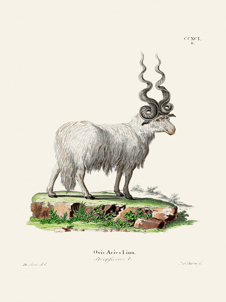 Ovis Aries autorstwa Johanna Andreasa Wagenera i Johanna Christiana Daniela von Schrebera. autorstwa Johann Christian Daniel Von Schreber