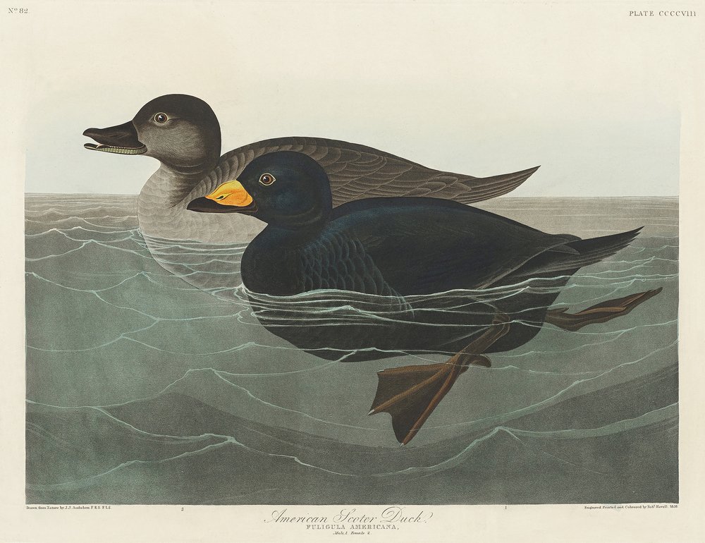  autorstwa John James Audubon