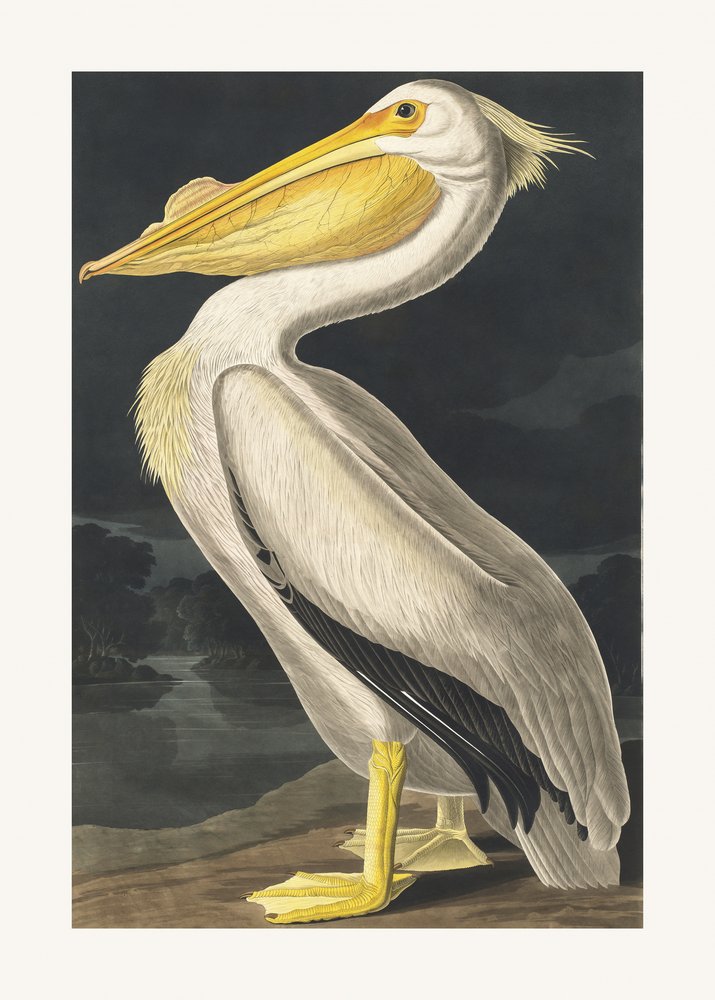  autorstwa John James Audubon