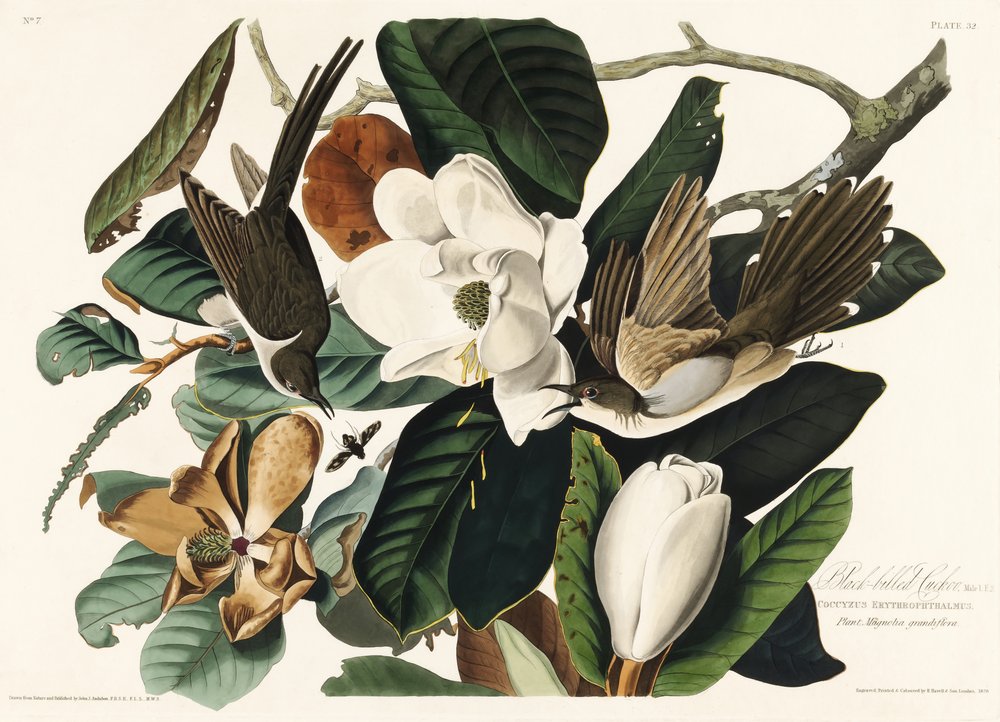  autorstwa John James Audubon