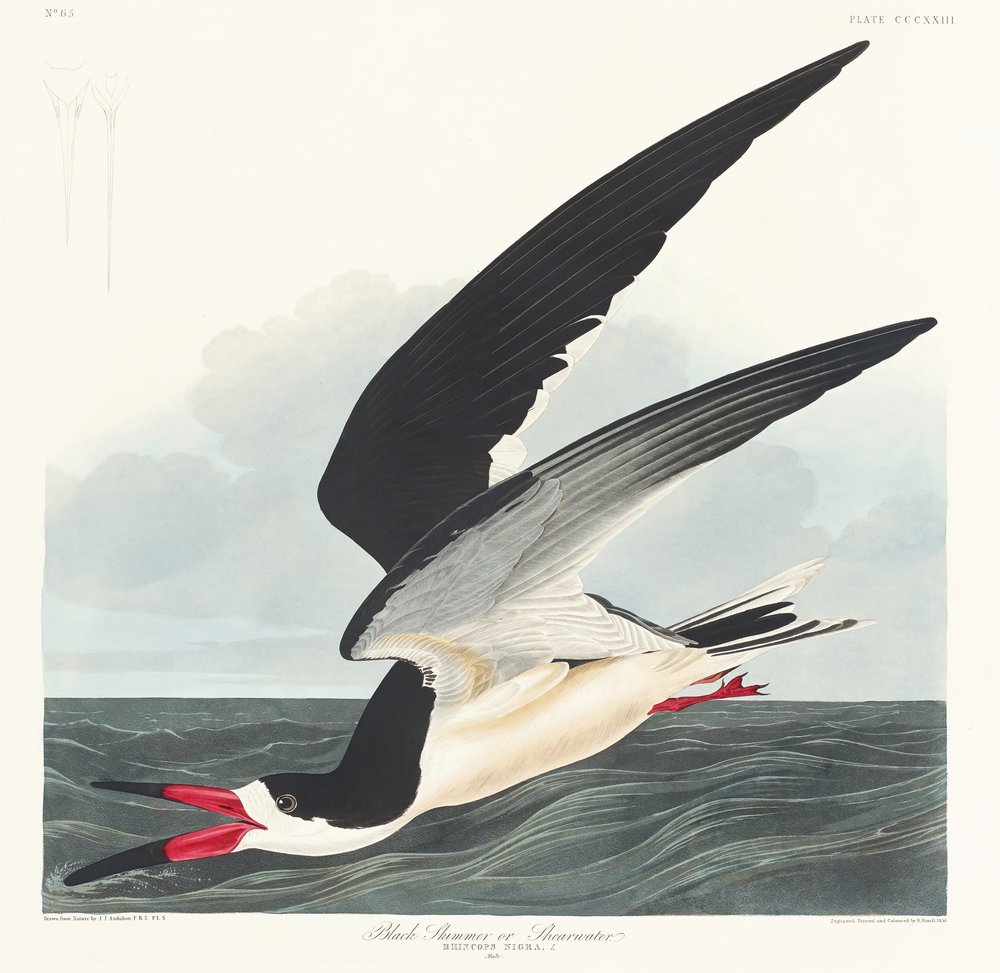  autorstwa John James Audubon