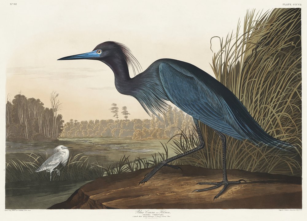  autorstwa John James Audubon