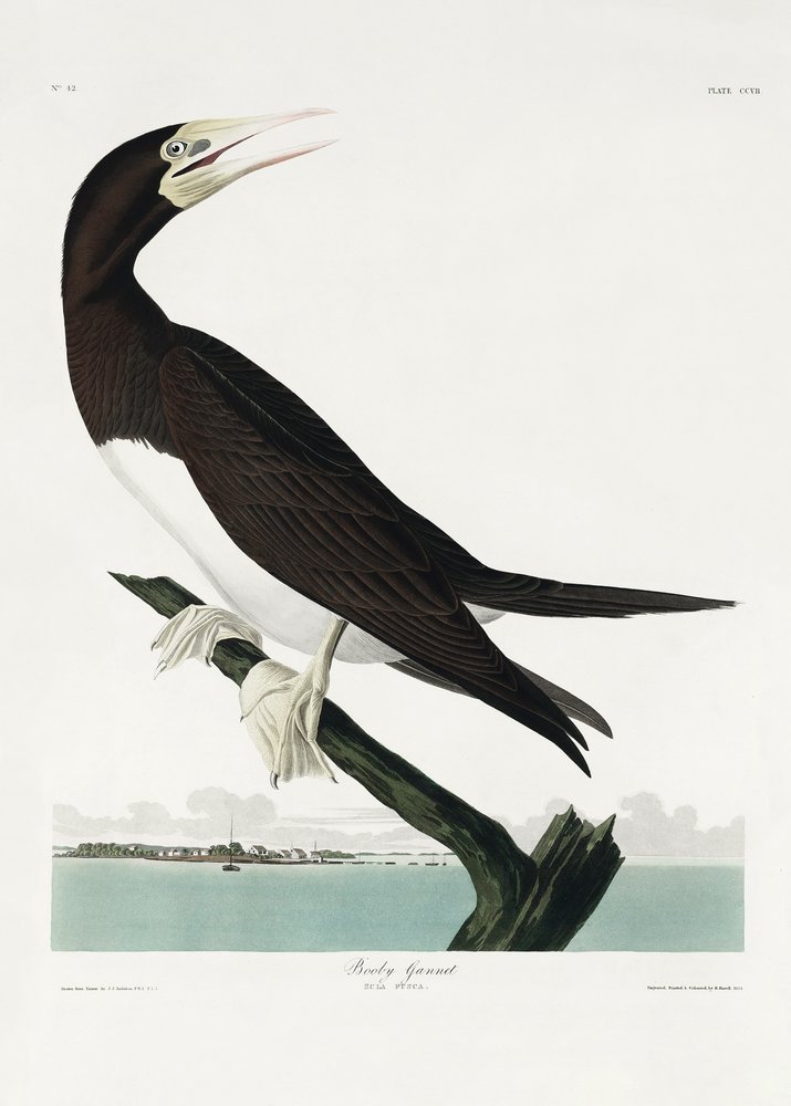  autorstwa John James Audubon