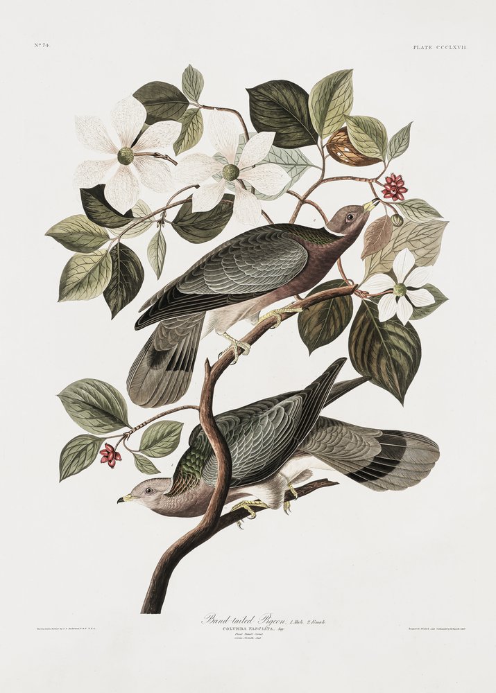  autorstwa John James Audubon