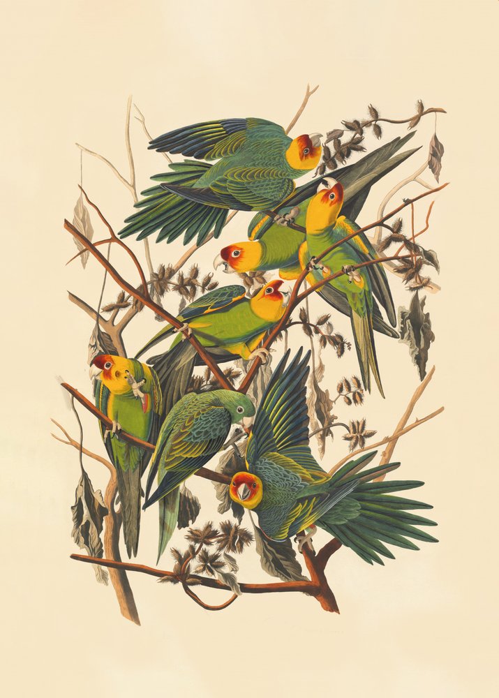 Papuga karolińska autorstwa John James Audubon