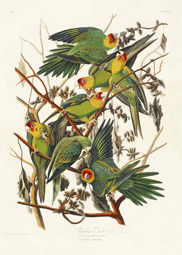  autorstwa John James Audubon