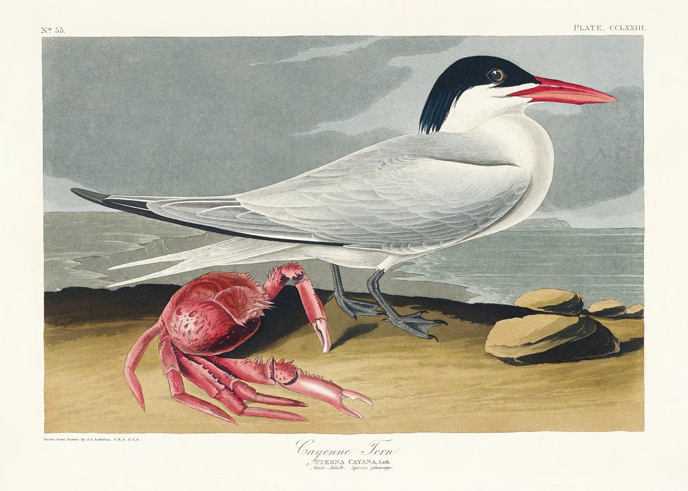  autorstwa John James Audubon