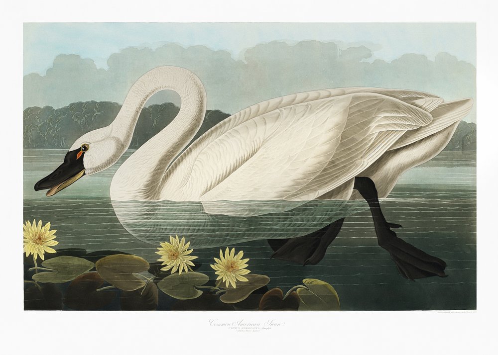  autorstwa John James Audubon