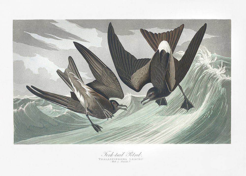  autorstwa John James Audubon