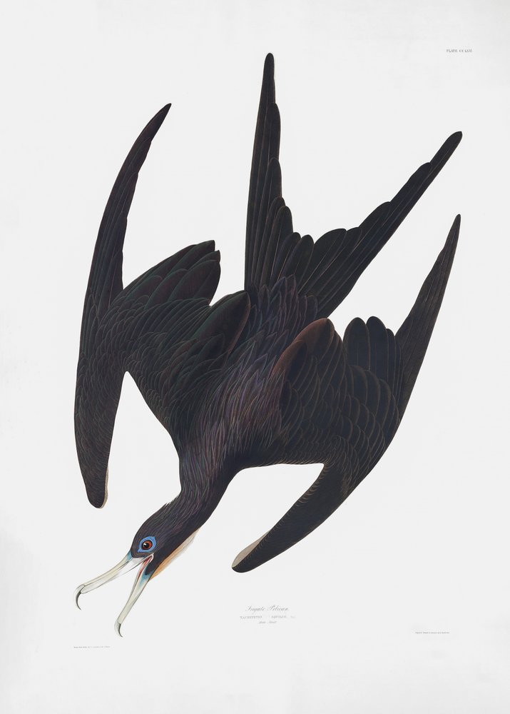  autorstwa John James Audubon