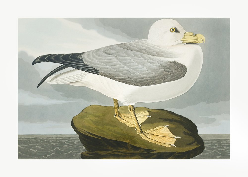 autorstwa John James Audubon