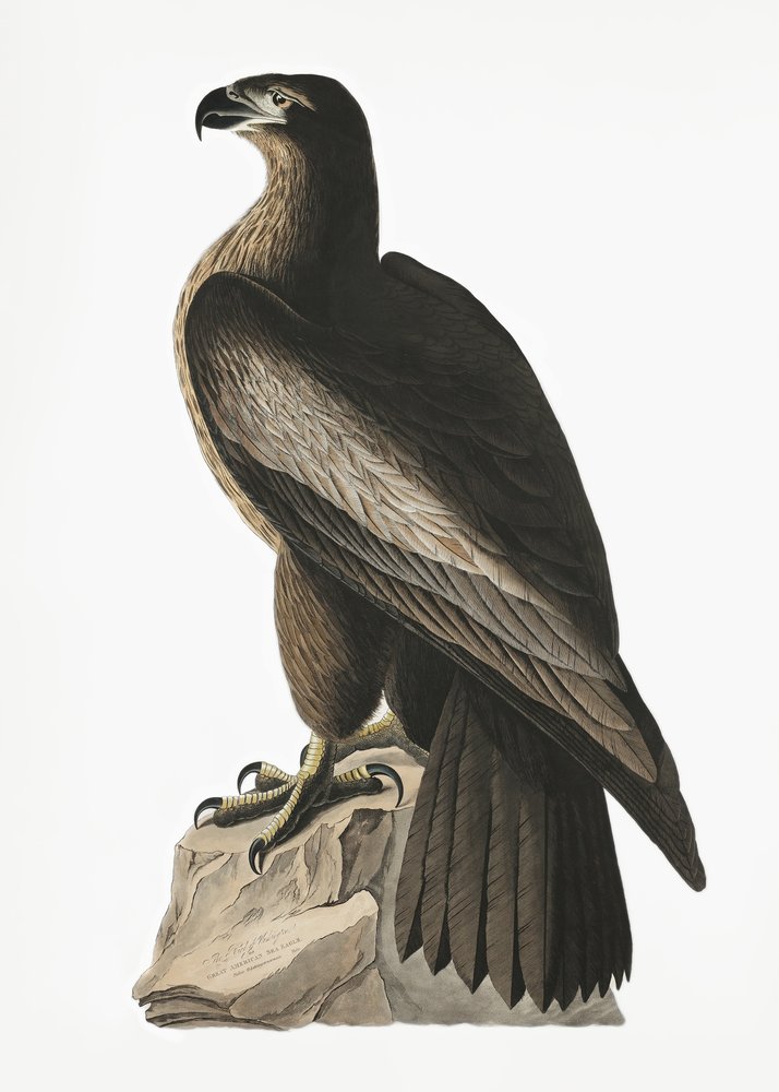  autorstwa John James Audubon