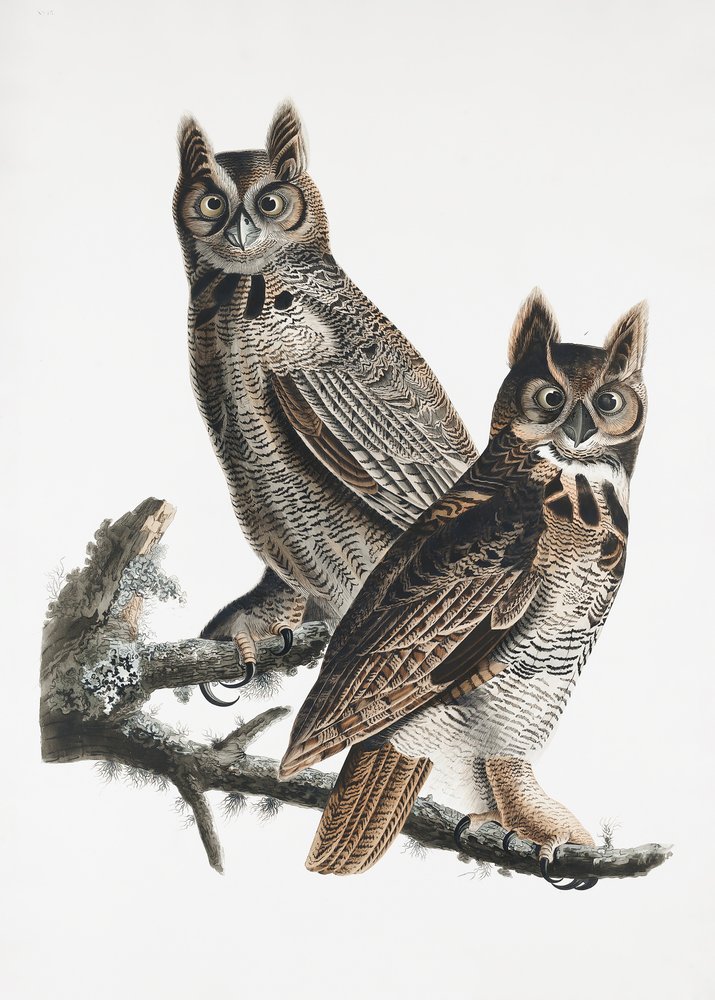  autorstwa John James Audubon