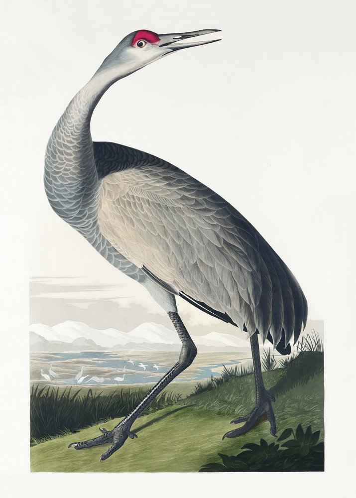  autorstwa John James Audubon