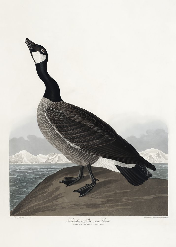  autorstwa John James Audubon